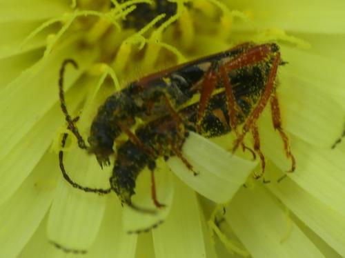 Stenopterus rufus